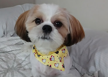 Amore Pet Grooming Hialeah Pet Grooming image 1
