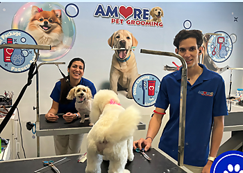 Pembroke Pines Pet Grooming Amore Pet Grooming