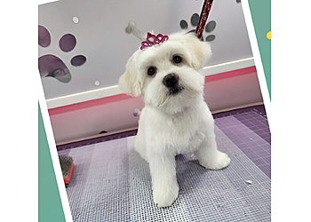 Pembroke Pines Pet Grooming Amore Pet Grooming