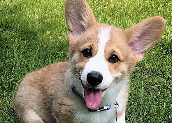 Spokane Dog Walkers Amys Pet Sitting Service