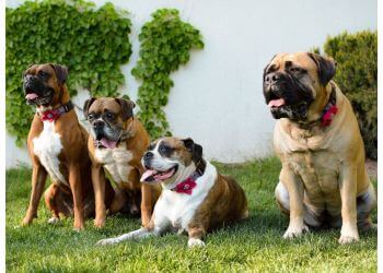 Spokane Dog Walkers Amys Pet Sitting Service