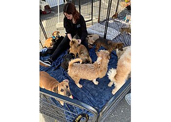 Anaheim Veterinary Clinics Anchor Animal Hospital