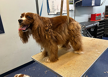 Glendale Pet Grooming Andersen's Pet Shop