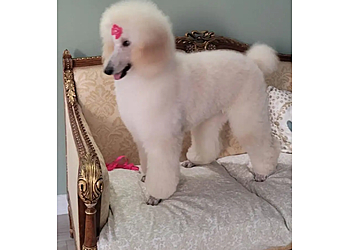 Glendale Pet Grooming Andersen's Pet Shop