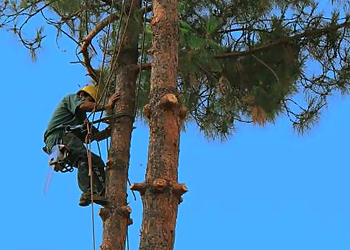 Glendale Tree Services Anderson Tree Experts