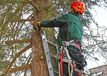 Glendale Tree Services Anderson Tree Experts