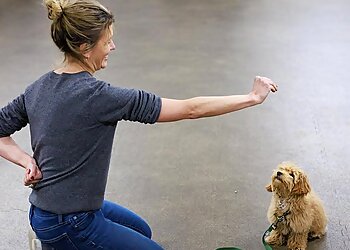 New York Dog Training Andrea Arden Dog Training