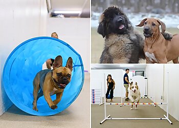 New York Dog Training Andrea Arden Dog Training