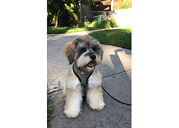 Glendale Pet Grooming Andy’s Pet Grooming