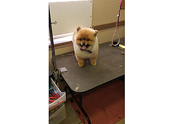 San Bernardino Pet Grooming Angel Paws Dog Grooming