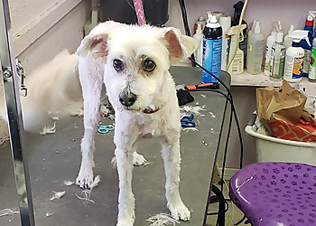 San Bernardino Pet Grooming Angel Paws Dog Grooming