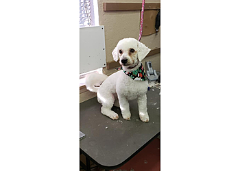 Angel Paws Dog Grooming San Bernardino Pet Grooming image 1