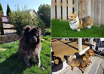 Reno Dog Walkers Angel Pet Sitting