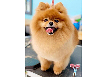 Pembroke Pines Pet Grooming Angie’s Pet Spa and Boutique