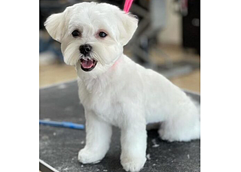 Pembroke Pines Pet Grooming Angie’s Pet Spa and Boutique