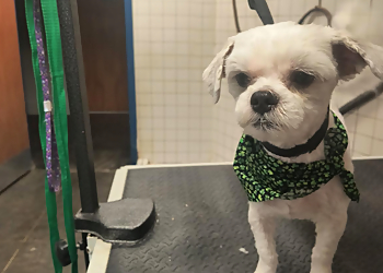 Kansas City Pet Grooming Ani-Pals Pet Resort