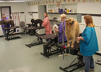 Cincinnati Pet Grooming Animal Ark Pet Resort