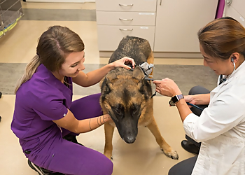 Animal Care Hospital of Walnut Creek - Walnut Creek, CA Veterinary Clinics - Medical Procedure Image