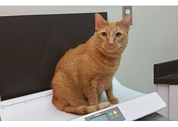 Sterling Heights Veterinary Clinics Animal Clinic of Sterling Heights