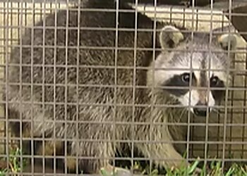 Austin Animal Removal Animal Control Experts