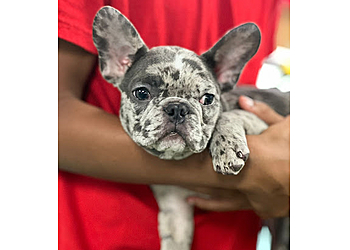 Miami Pet Grooming Animal Crackers