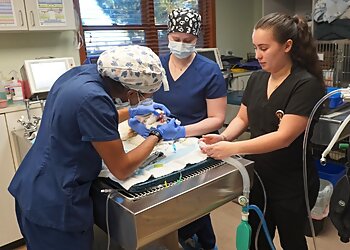 Colorado Springs Veterinary Clinics Animal ER Care