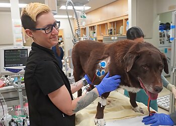 Colorado Springs Veterinary Clinics Animal ER Care