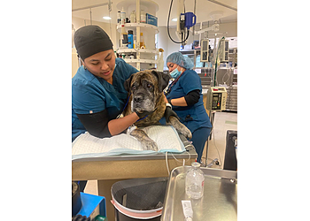 Victorville Veterinary Clinics Animal Emergency Clinic