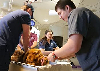 Victorville Veterinary Clinics Animal Emergency Clinic
