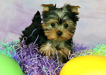 Animal Friends Pet Hotel & Grooming Garden Grove Pet Grooming image 1