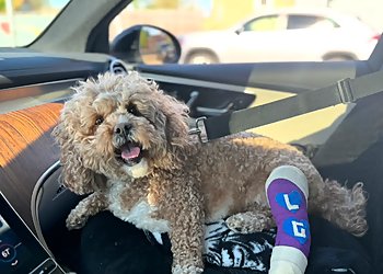 Animal Humane Society Pet Clinic - St Paul, MN Veterinary Clinics - Service Highlights