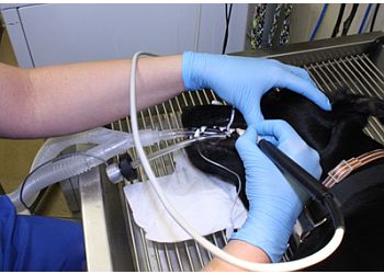 Jackson Veterinary Clinics Animal Medical Center