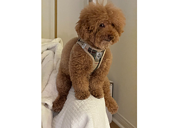 Palmdale Veterinary Clinics Animal Medical Center of The Antelope Valley