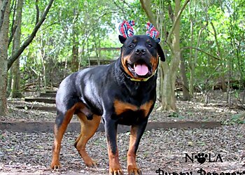 New Orleans Dog Training Ann Becnel Companion Dogs