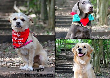 New Orleans Dog Training Ann Becnel Companion Dogs