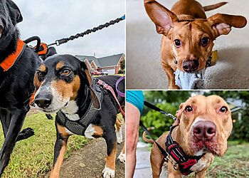 Memphis Dog Walkers Anna's Pet Care