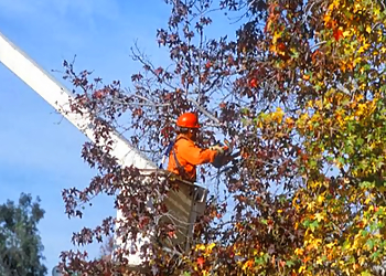 Fremont Tree Services Any Time Tree Specialist