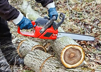 Fremont Tree Services Any Time Tree Specialist