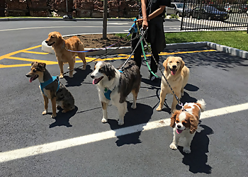 Anything's Pawsible Anything's Pawsible - Jersey City, NJ Dog Walkers - Job Site Image
