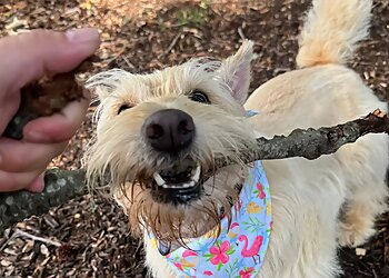 Norfolk Dog Walkers Anytime Home & Pet Service LLC