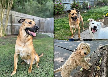 Norfolk Dog Walkers Anytime Home & Pet Service LLC