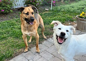 Chesapeake Dog Walkers Anytime Home and Pet Service LLC