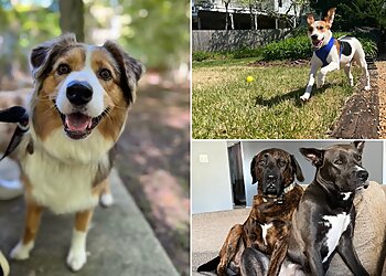 Chesapeake Dog Walkers Anytime Home and Pet Service LLC