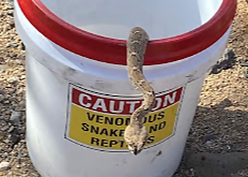 Phoenix Animal Removal Apex Animal Control, LLC