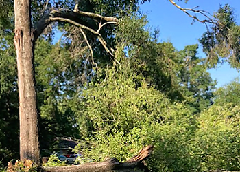 Newport Beach Tree Services Apex Tree