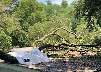 Newport Beach Tree Services Apex Tree