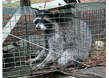 Memphis Animal Removal Apex Wildlife Control LLC