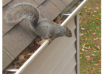 Memphis Animal Removal Apex Wildlife Control LLC