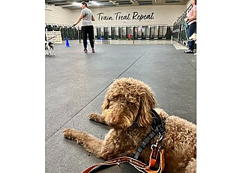 Miami Dog Training Applause Your Paws