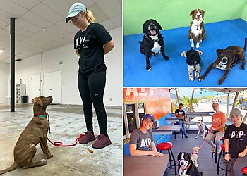 Miami Dog Training Applause Your Paws